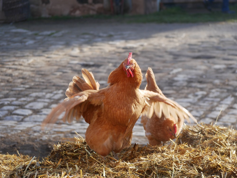 a brown chicken standing on top of a pile of hay