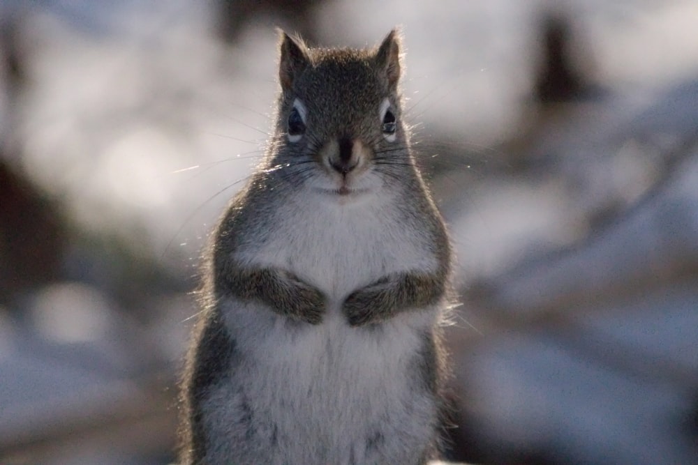 a close up of a squirrel with a bow tie