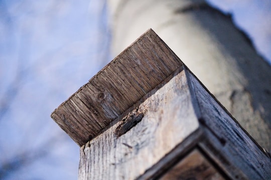 A close-up of a wooden birdhouse mounted on a tree in a lush garden.