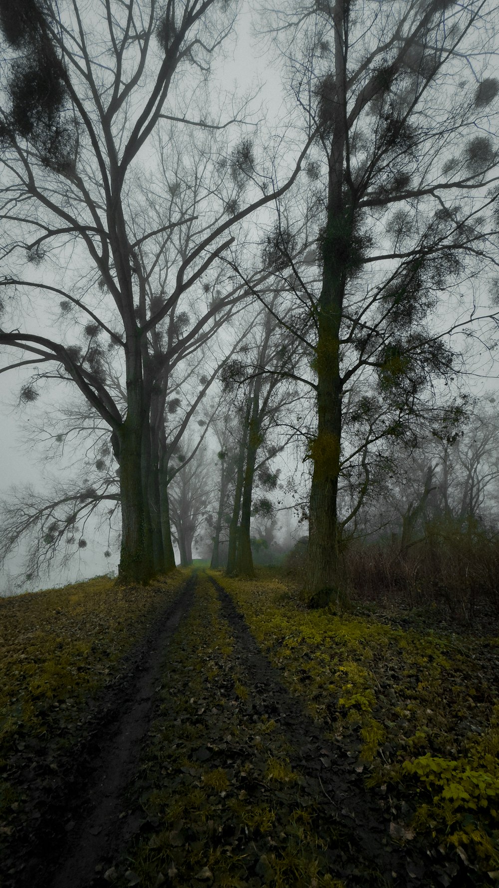 a dirt road surrounded by trees on a foggy day