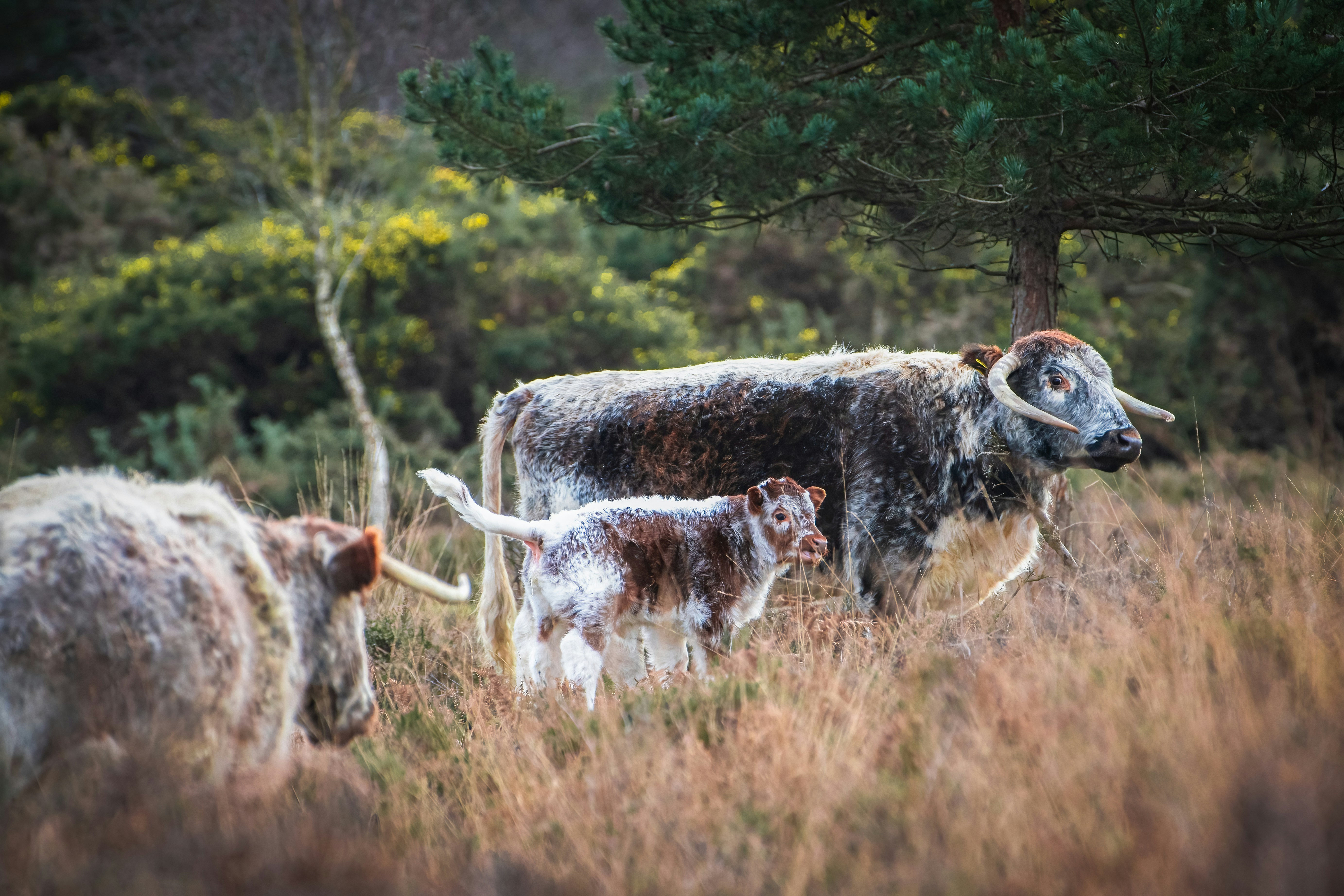 a herd of cattle standing on top of a grass covered field