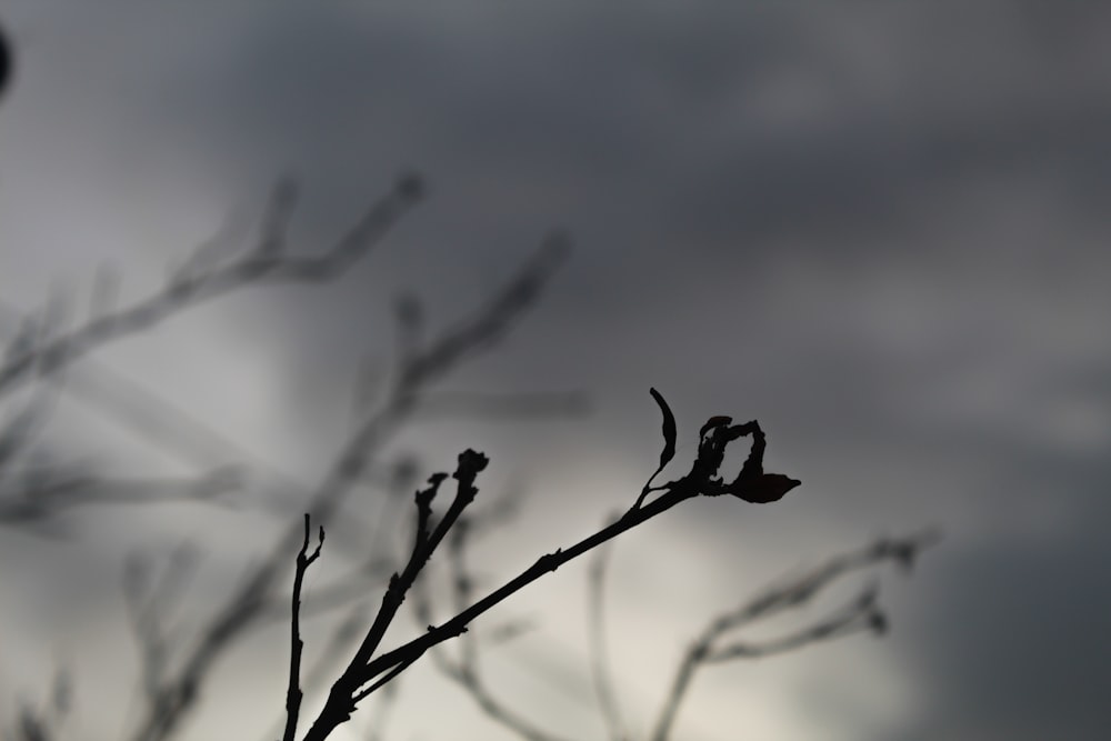 the branches of a tree against a cloudy sky