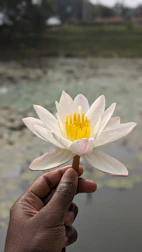 Hands gently holding a glowing lotus flower symbolizing spiritual growth.