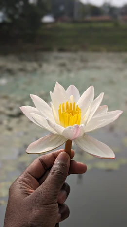 Calming green aura enveloping hands gently holding a blooming lotus flower.