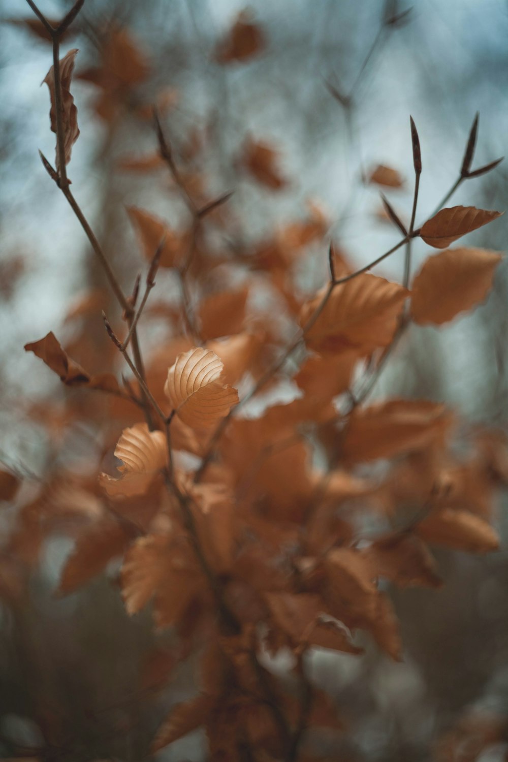 a close up of a tree with lots of leaves