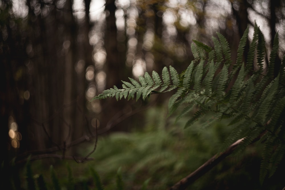a fern leaf in the middle of a forest