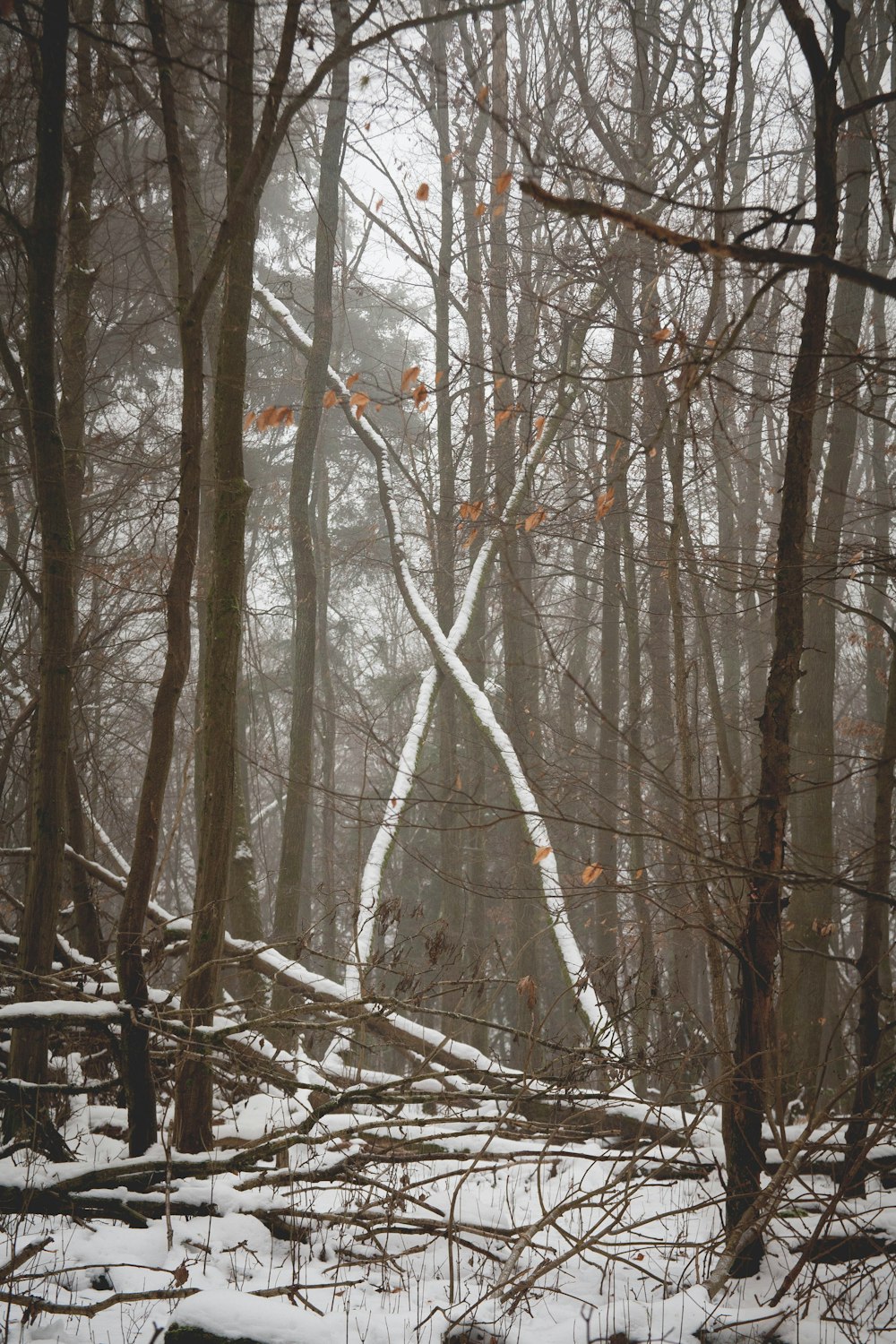 a forest filled with lots of trees covered in snow