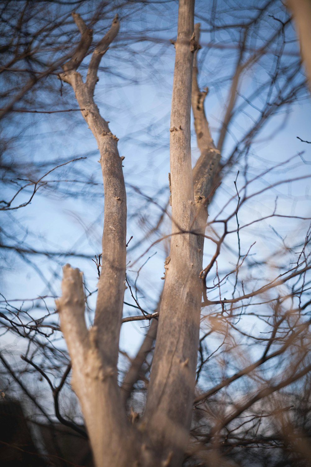 a bird perched on top of a tree branch