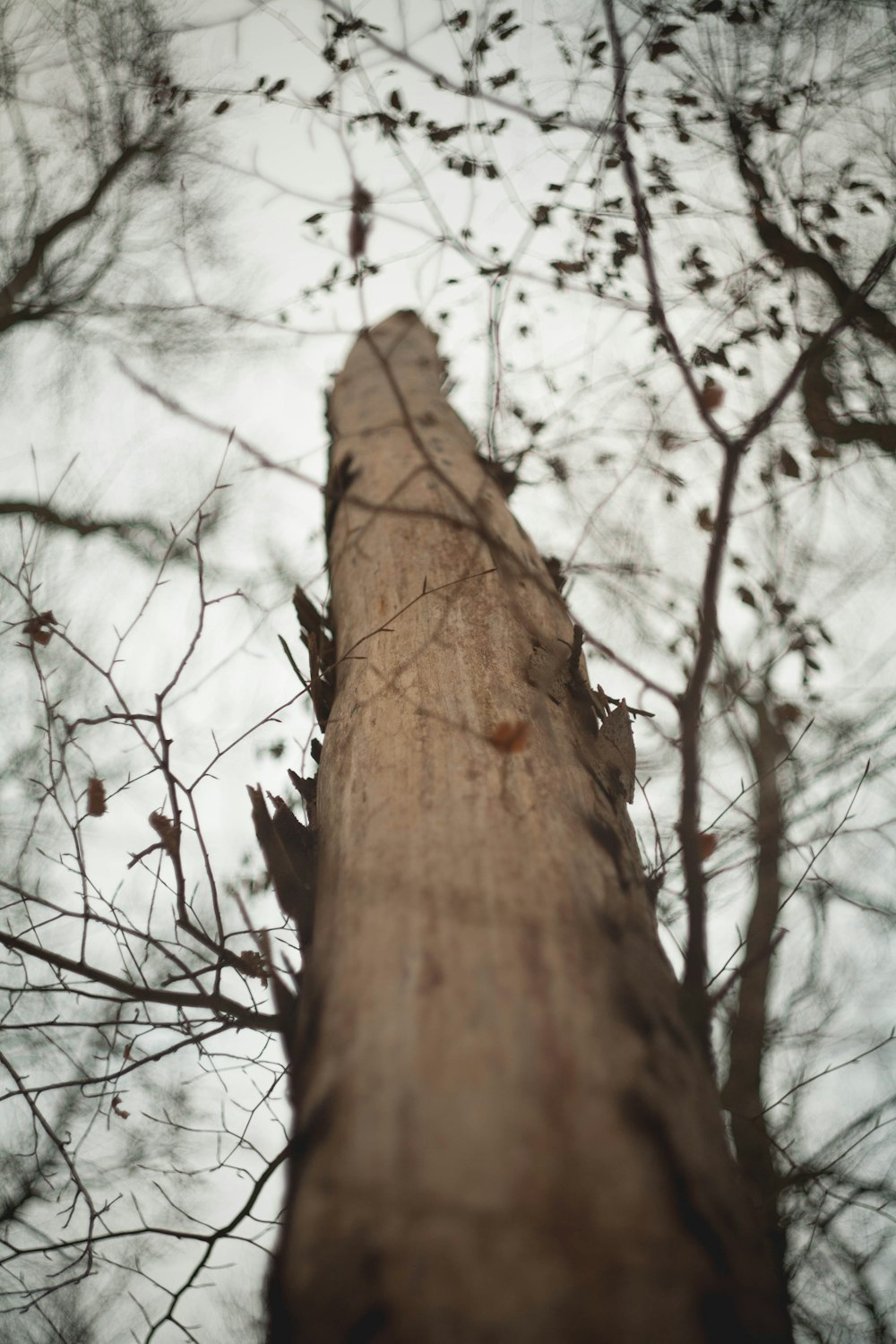 a tall tree with no leaves on it