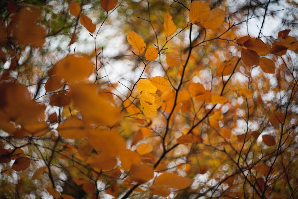 a bunch of leaves that are on a tree