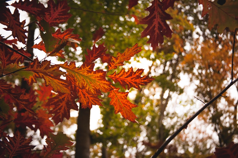 a group of leaves that are on a tree