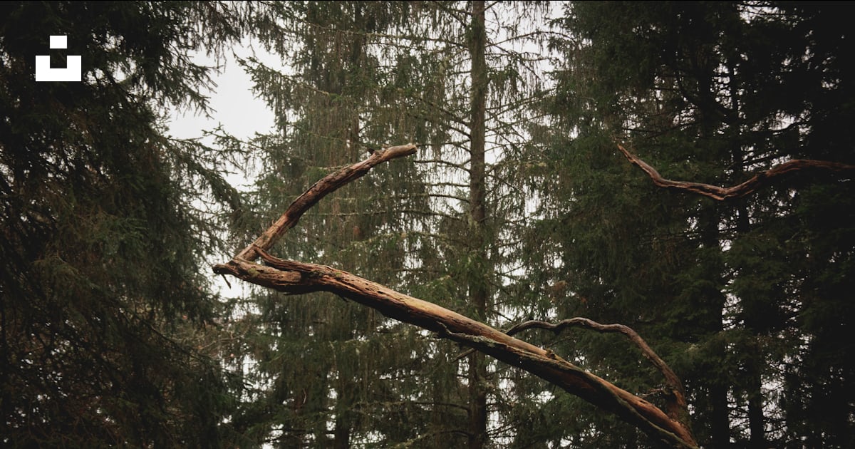 A large tree branch hanging over a forest photo – Free Pitlochry Image ...
