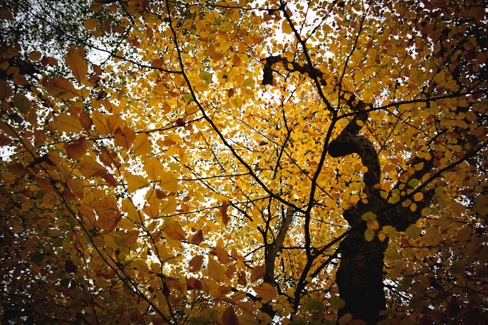 a giraffe standing next to a tree with yellow leaves