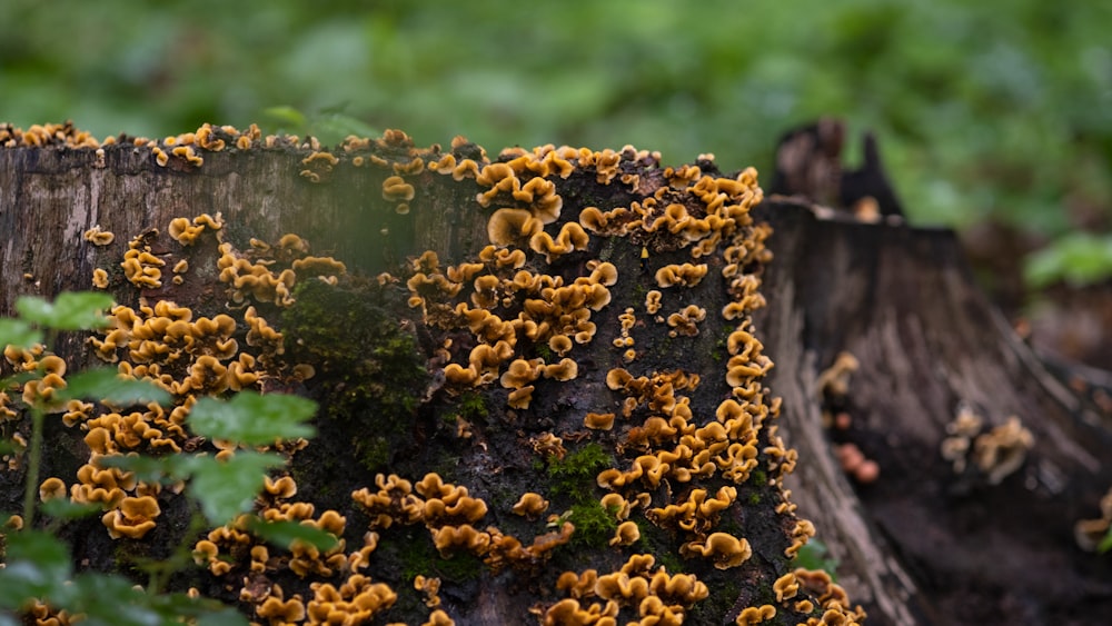 a close up of a tree stump with yellow mushrooms on it