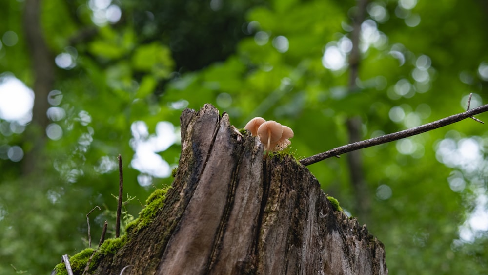 a small mushroom sitting on top of a tree stump