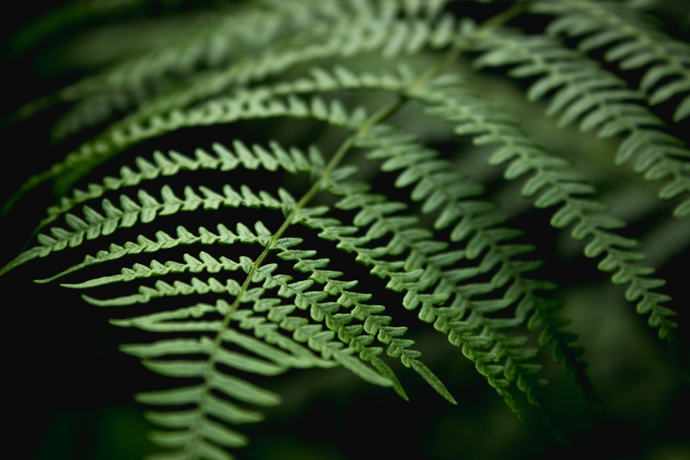 a close up of a green fern leaf