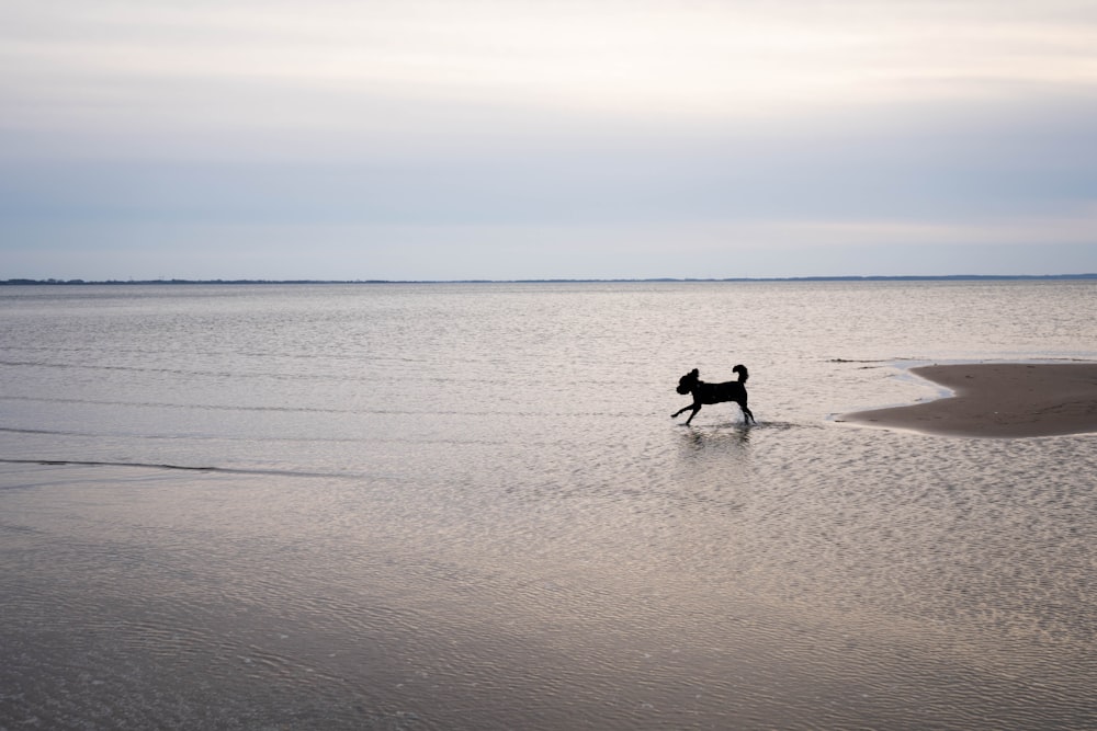 a dog running on the beach in the water