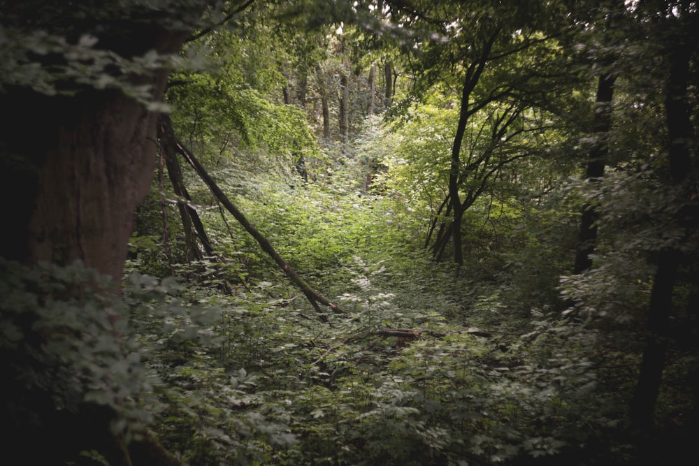 a forest filled with lots of green plants and trees