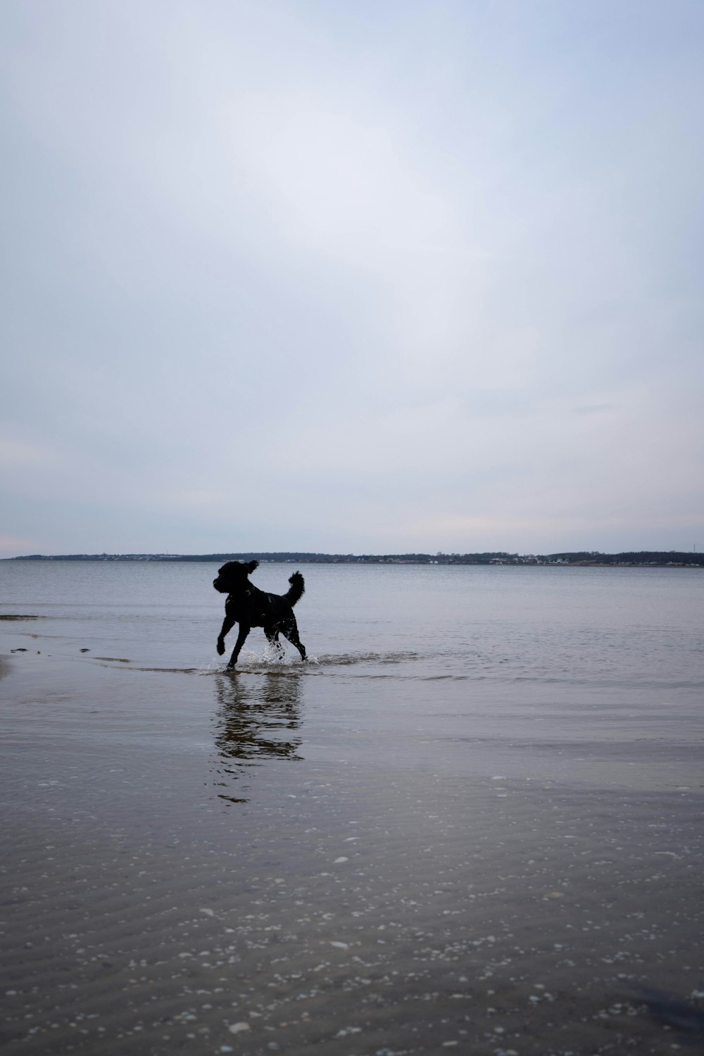 a dog running on the beach with a frisbee in its mouth