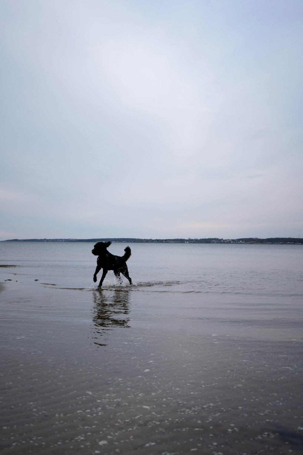 um cachorro correndo na praia com um frisbee na boca