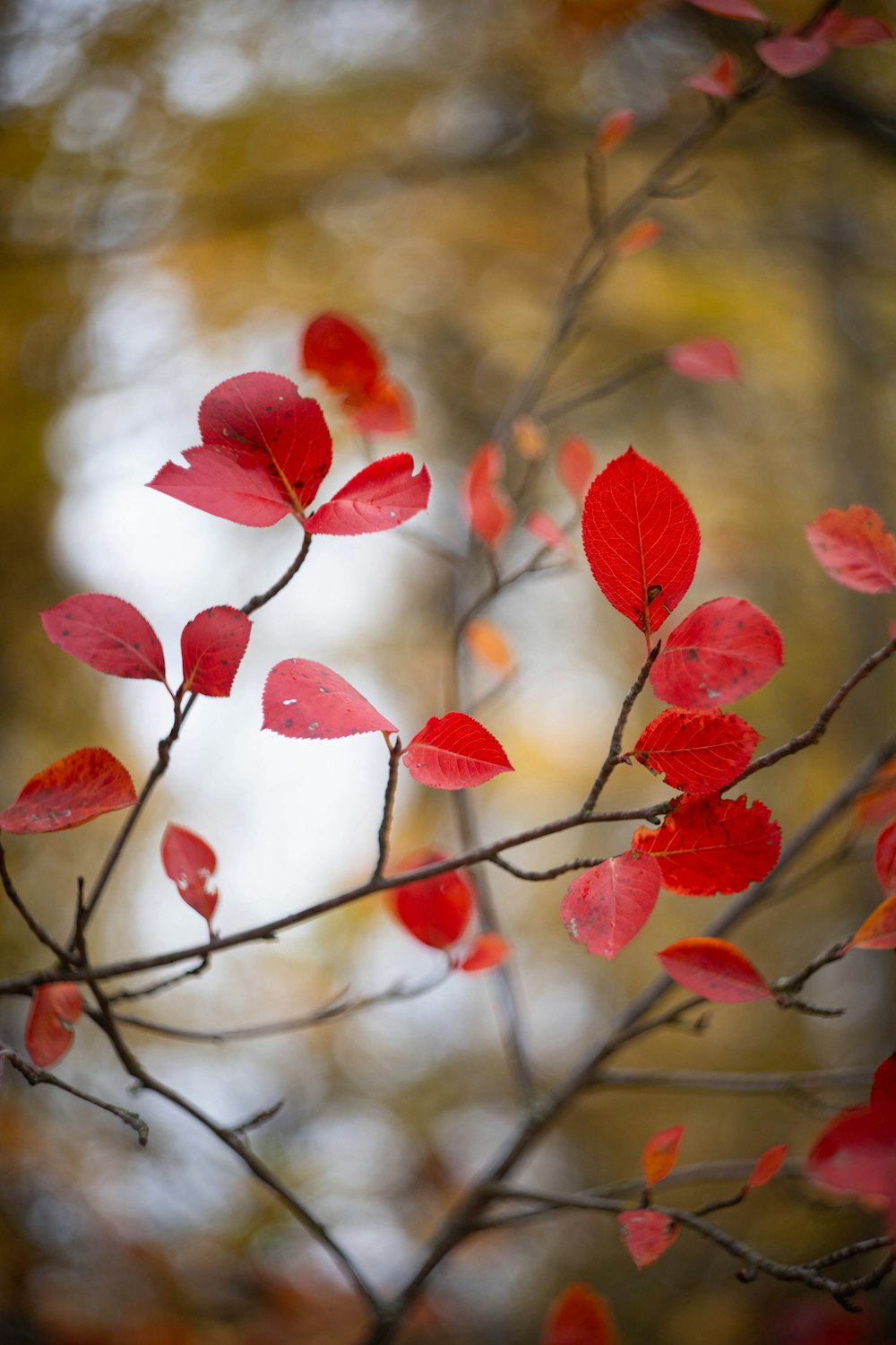 a branch with red leaves in a forest