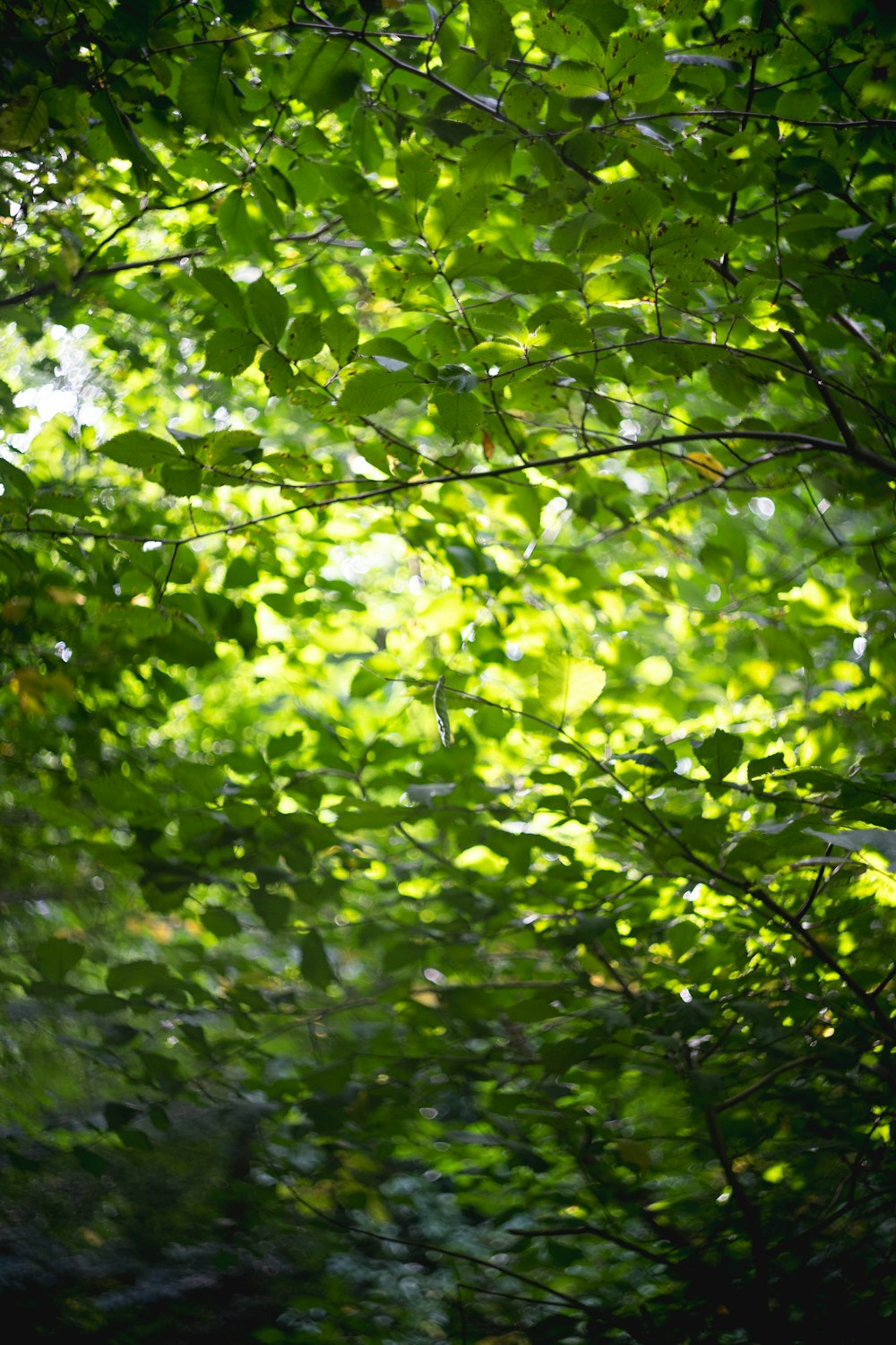 a forest filled with lots of green leaves