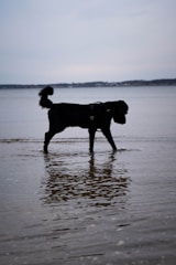 A black dog with a fluffy tail walks through shallow water, creating ripples. The background features a calm body of water with a distant shoreline and an overcast sky, suggesting a peaceful and serene atmosphere.