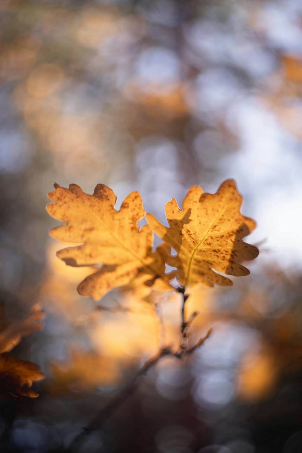 a close up of a leaf on a tree