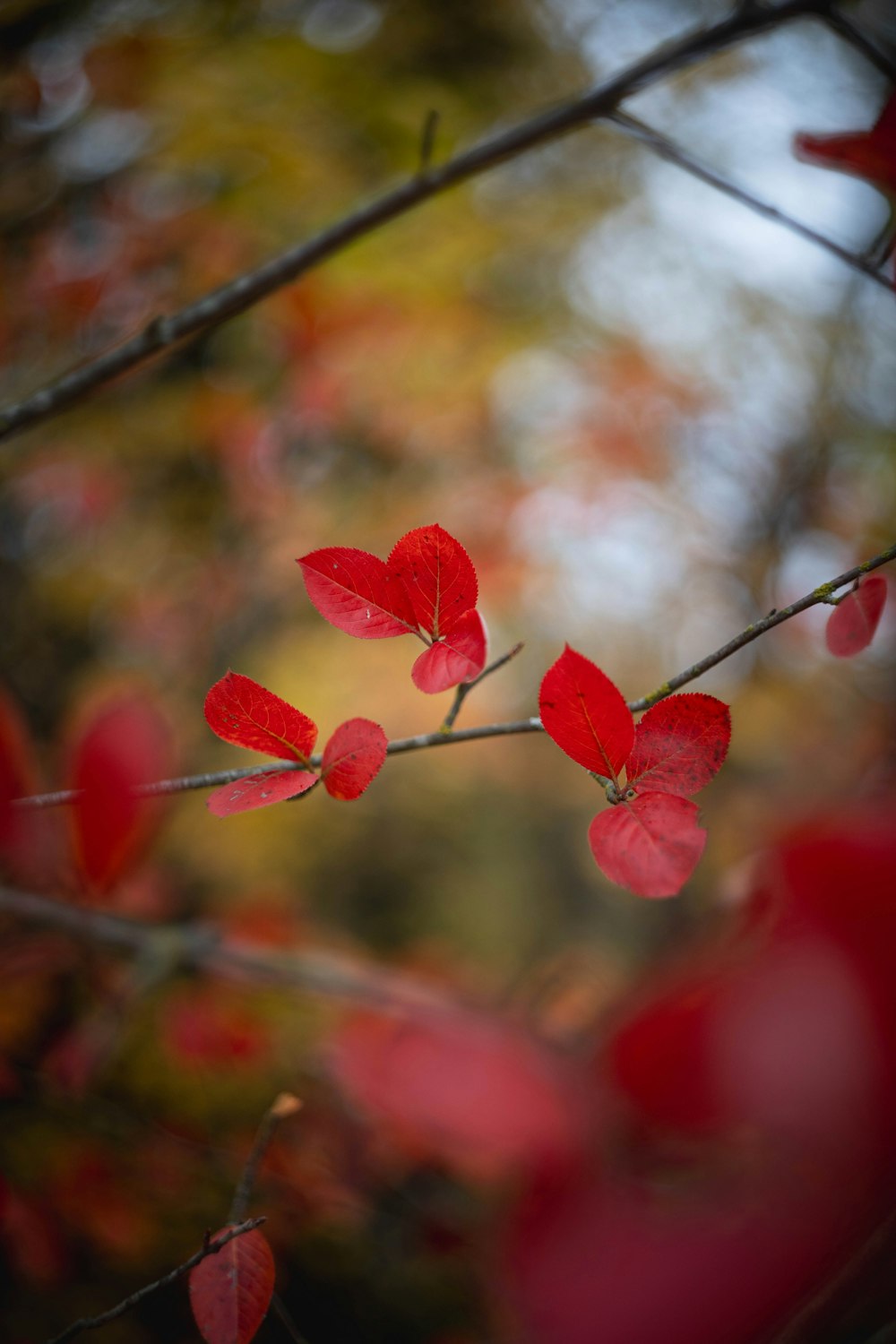 ein Zweig mit ein paar roten Blättern dran