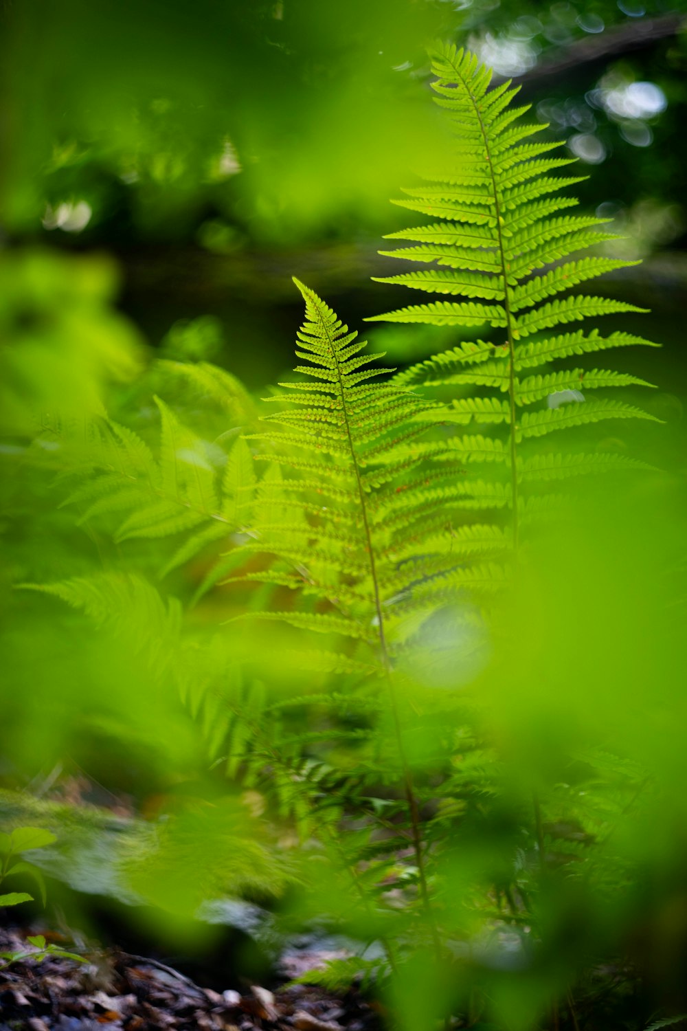 a close up of a fern leaf in a forest