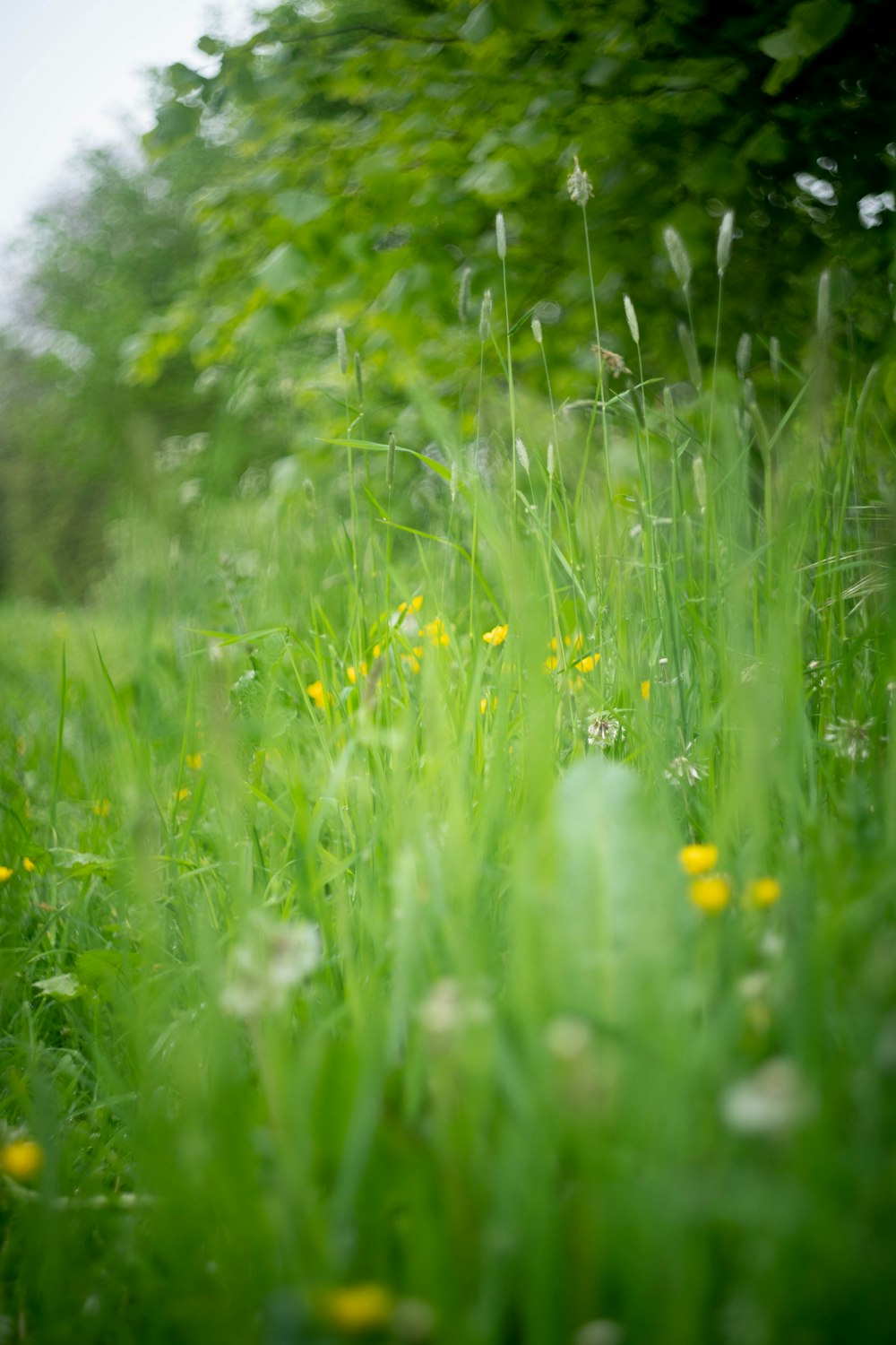 a field of green grass and yellow flowers