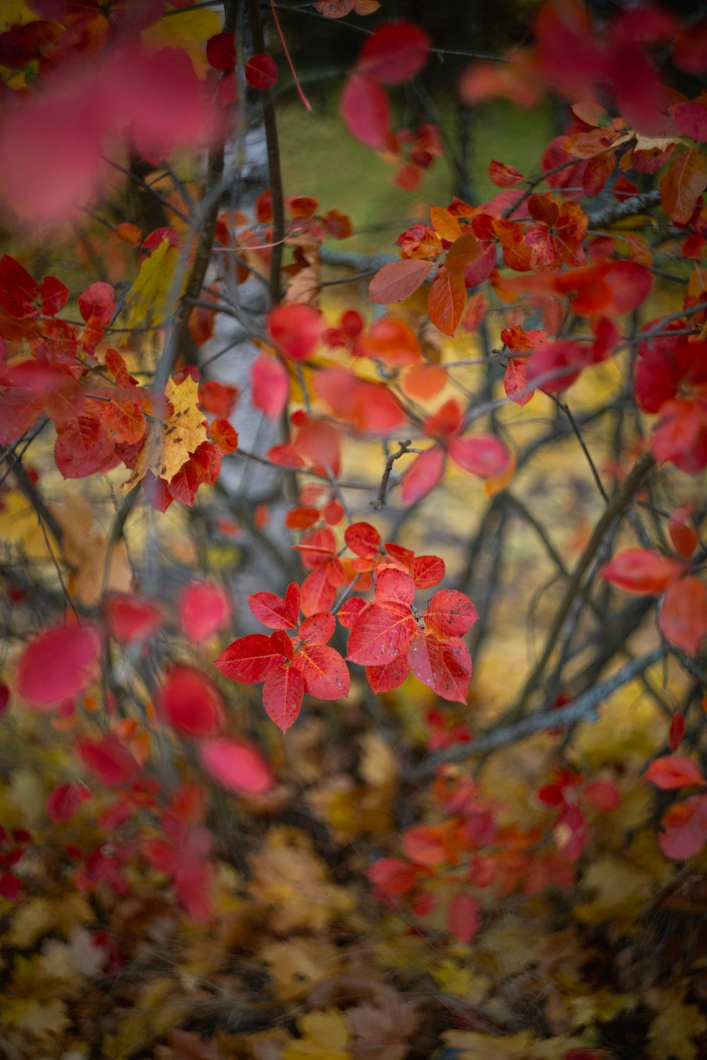 a bunch of leaves that are on the ground