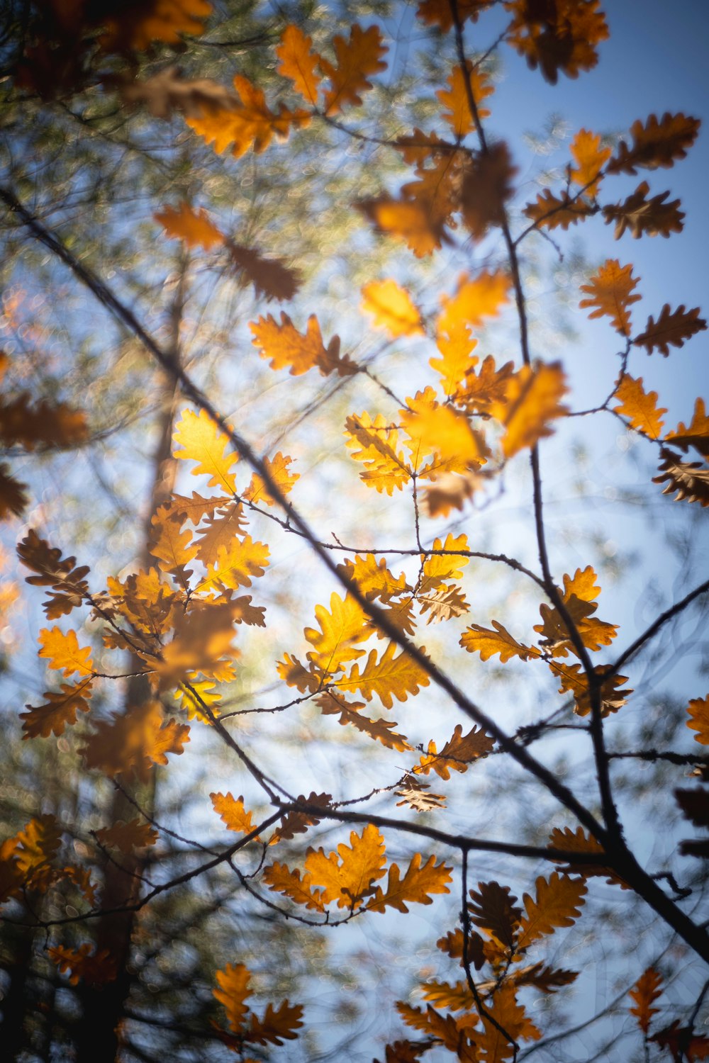 a tree branch with yellow leaves in the foreground