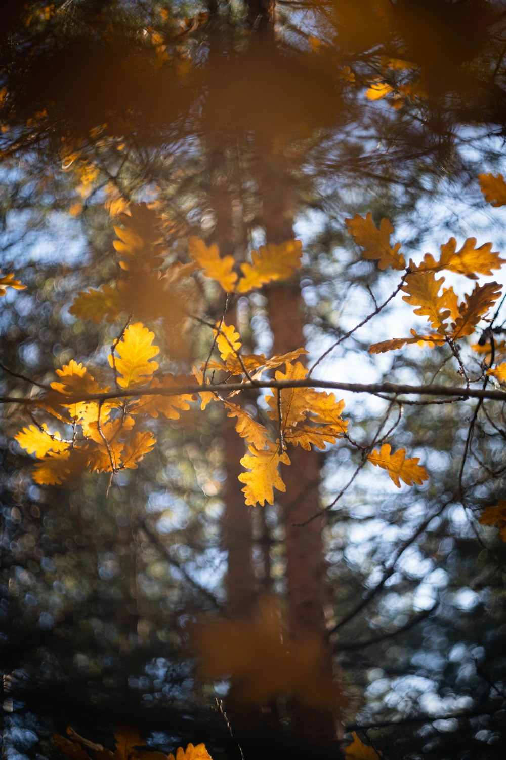 ein Baum mit gelben Blättern in einem Wald