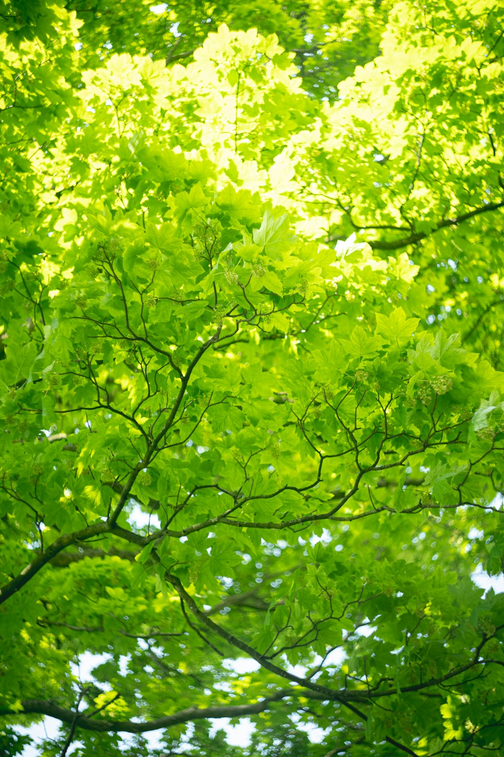 a green tree with lots of leaves on it
