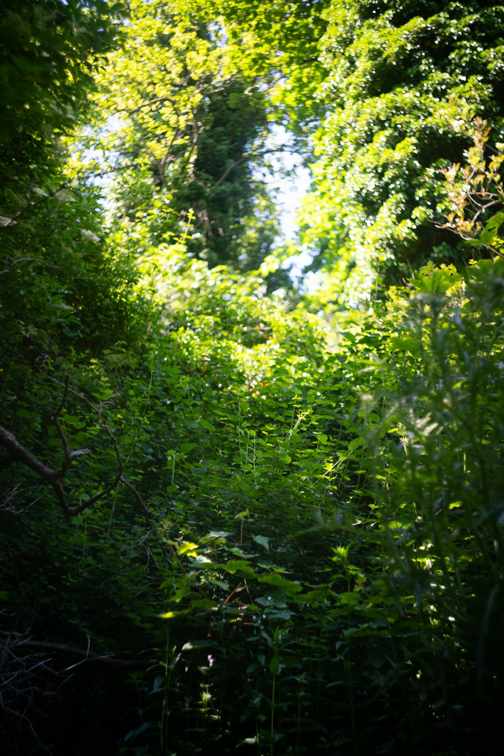 a forest filled with lots of green trees