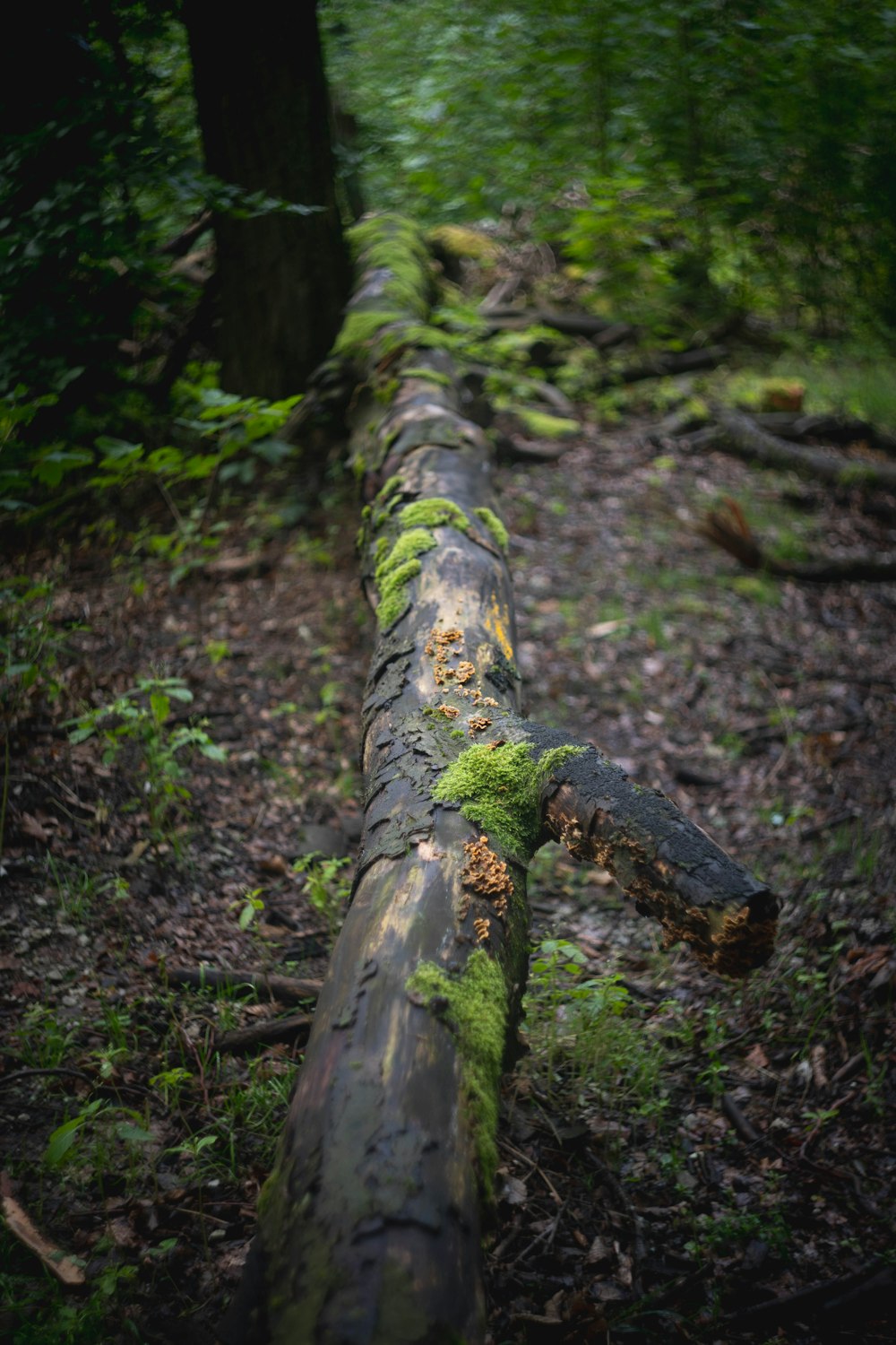 a log with moss growing on it in the woods