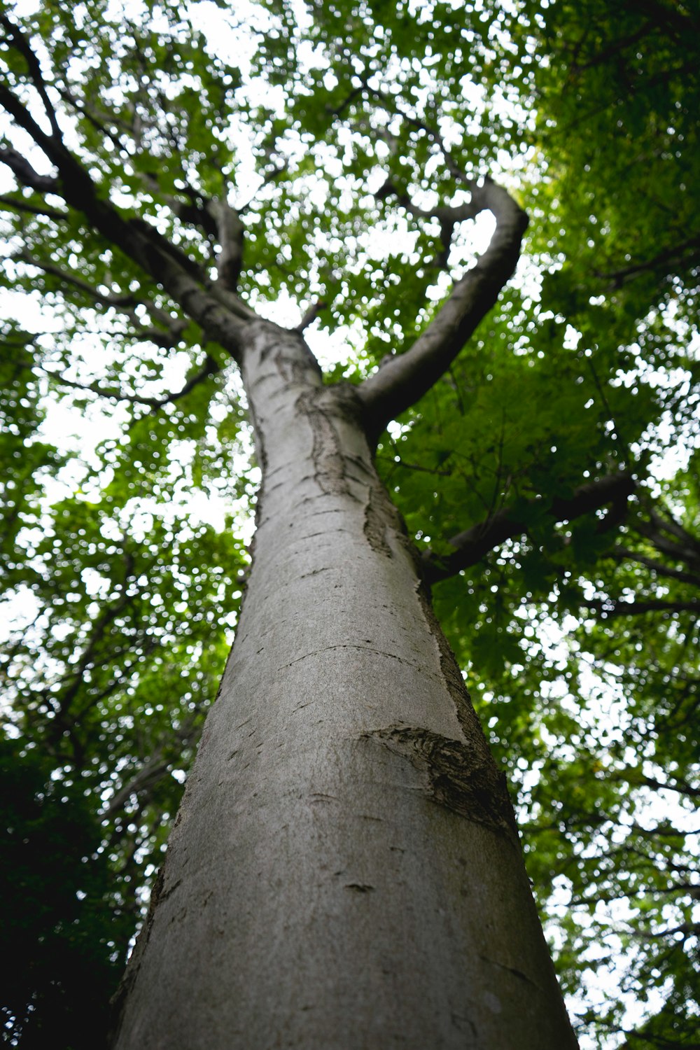 looking up at a tall tree in a forest