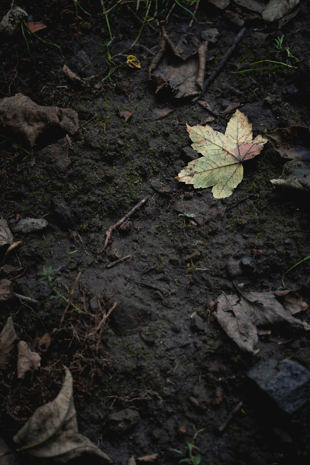 a leaf laying on the ground in the woods