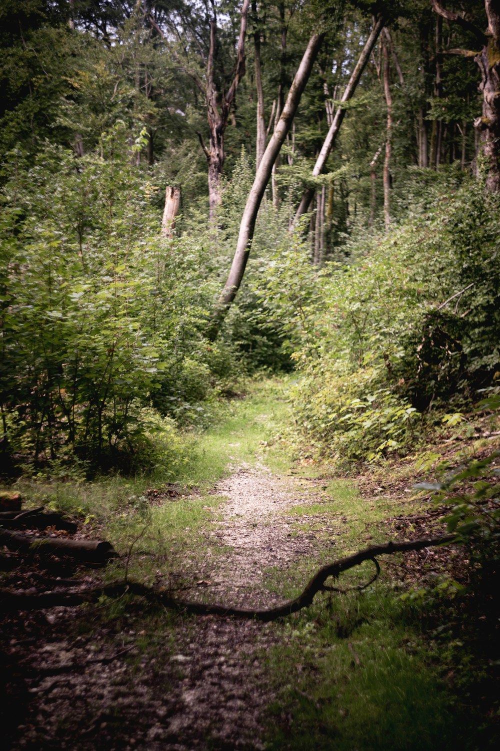 a dirt path in the middle of a forest