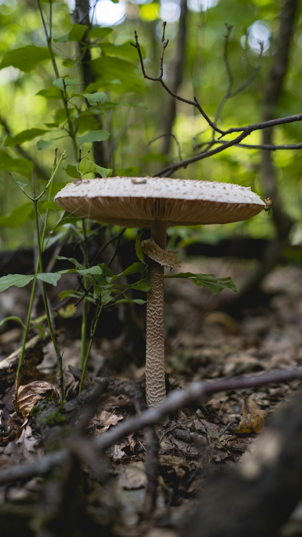 a mushroom sitting on the ground in the woods