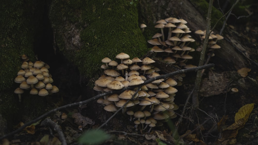 un groupe de champignons poussant sur une branche d’arbre