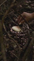 Hands gently inspecting button mushrooms in the clean, chemical-free growing environment.