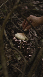 A farmer’s hands gently harvesting mushrooms amidst lush green foliage