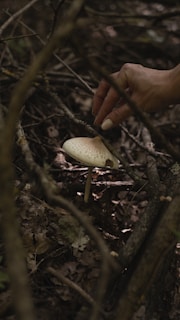 Hands gently inspecting button mushrooms in the clean, chemical-free growing environment.