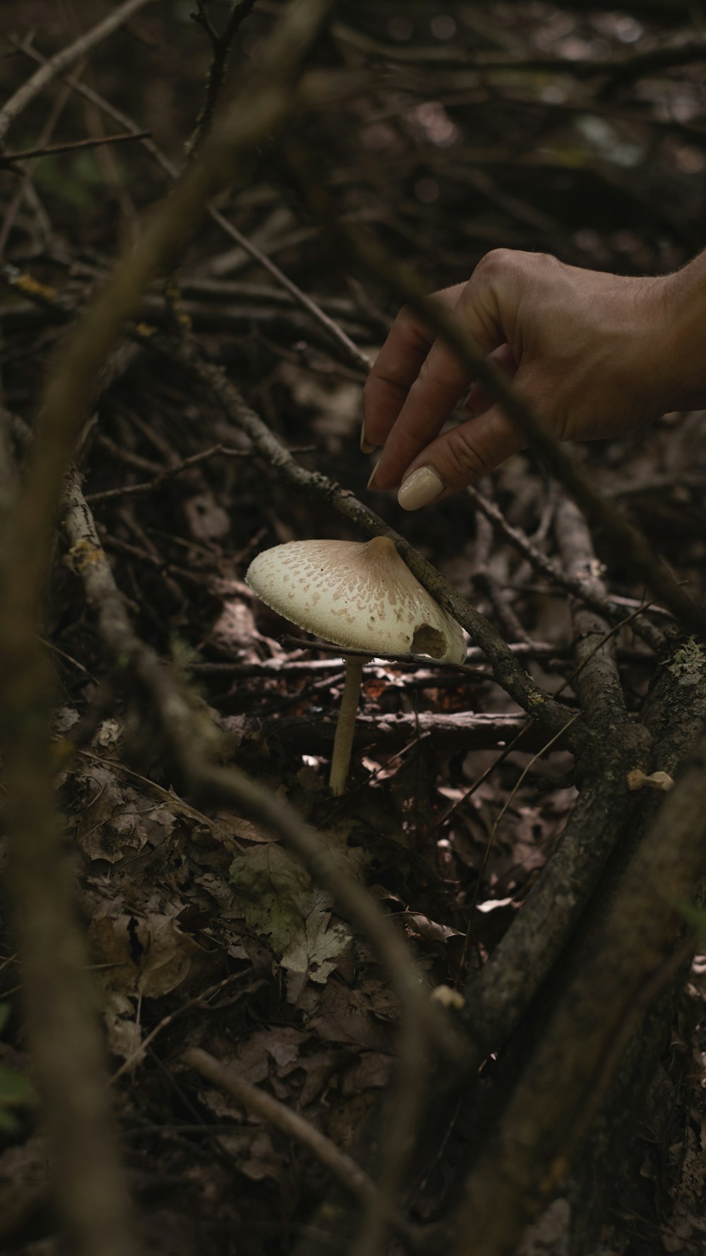 a person cutting a mushroom with a knife