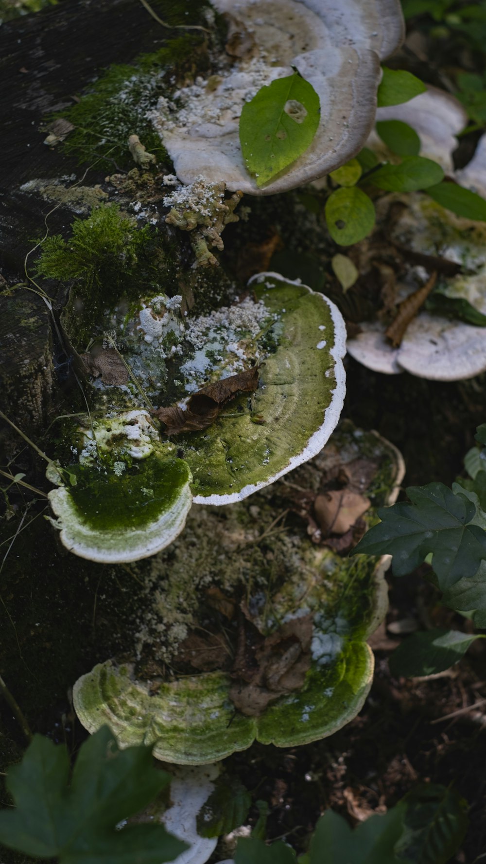 un gruppo di funghi che si trovano a terra