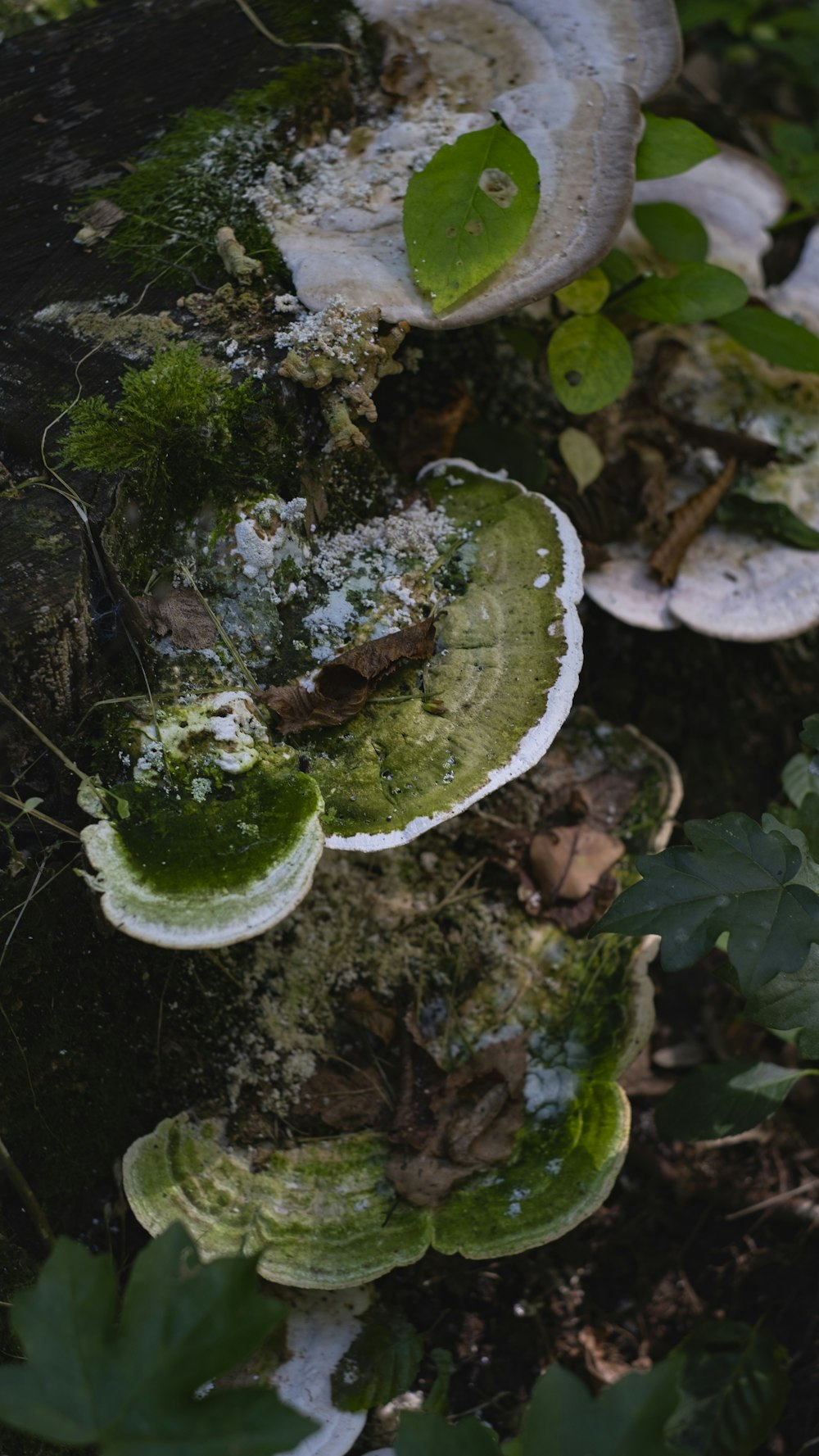 a group of mushrooms that are on the ground