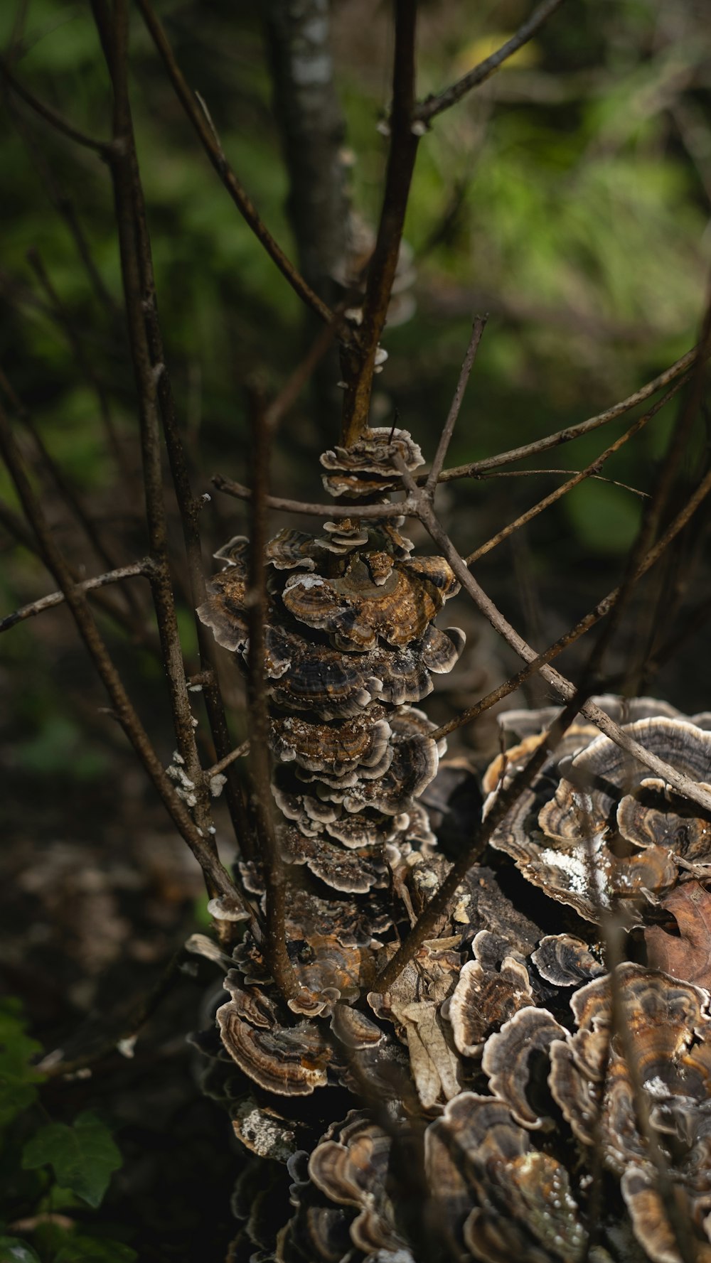 a close up of a bunch of mushrooms on a tree