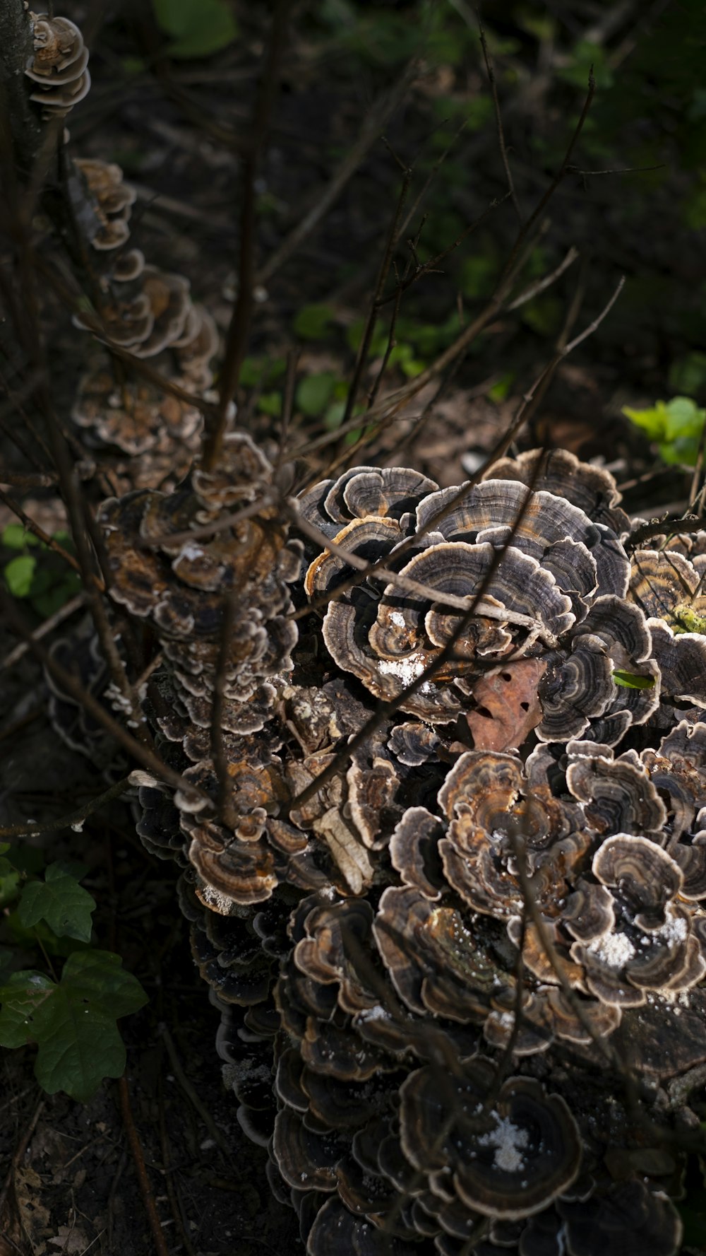 a bunch of mushrooms that are on the ground